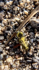 Triodoclytus lanifer