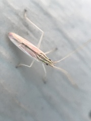 Trigonotylus pulcher