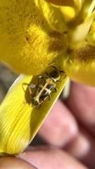 Triodoclytus lanifer