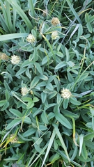 Trifolium longipes atrorubens