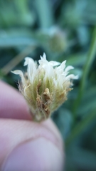 Trifolium longipes atrorubens