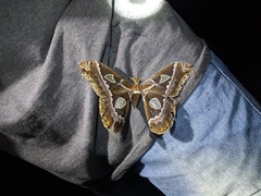 Rothschildia maurus