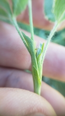 Trifolium longipes atrorubens