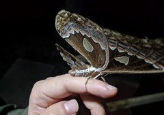 Rothschildia maurus
