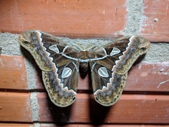 Rothschildia maurus