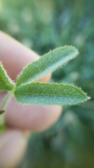 Trifolium longipes atrorubens