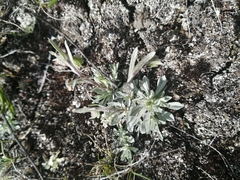Antennaria rosea confinis