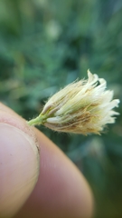 Trifolium longipes atrorubens