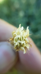 Trifolium longipes atrorubens