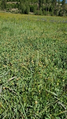 Trifolium longipes atrorubens