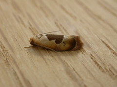 Hoplomorpha camelaea