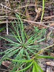 Plantago coronopus coronopus