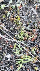 Eleocharis bella
