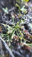 Eleocharis bella