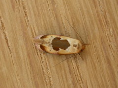 Hoplomorpha camelaea