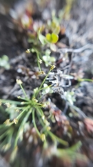 Eleocharis bella