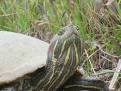Trachemys scripta elegans