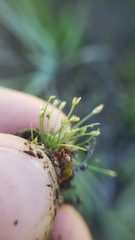 Eleocharis bella