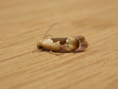 Hoplomorpha camelaea