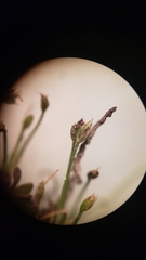 Eleocharis bella