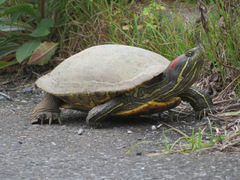 Trachemys scripta elegans