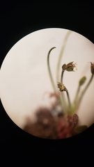 Eleocharis bella
