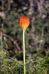 Kniphofia rooperi