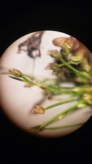 Eleocharis bella