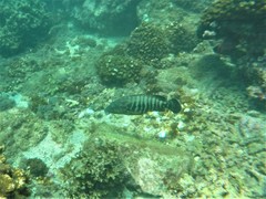 Cephalopholis panamensis