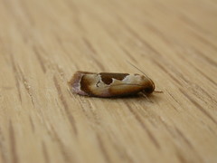 Hoplomorpha camelaea