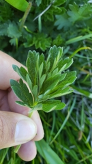 Potentilla bruceae