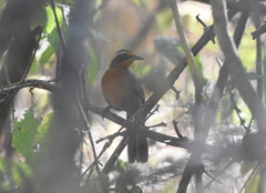 Rhodinocichla rosea