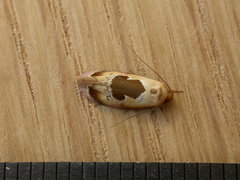 Hoplomorpha camelaea