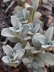 Penstemon thompsoniae