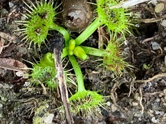 Drosera hookeri