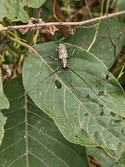 Epepeotes luscus