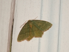 Thalera pistasciaria