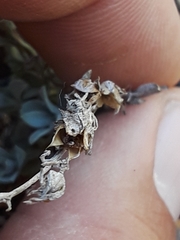 Penstemon thompsoniae