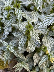Lamium galeobdolon flavidum