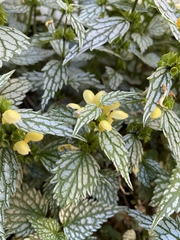Lamium galeobdolon flavidum