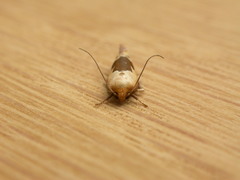 Hoplomorpha camelaea