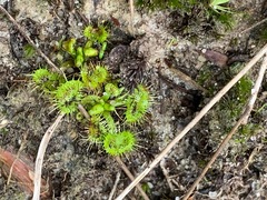 Drosera hookeri