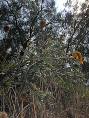 Aldama buddlejiformis