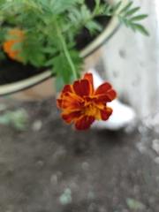Tagetes erecta