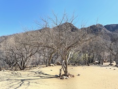 Chloroleucon mangense