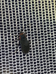 Melacoryphus rubicollis