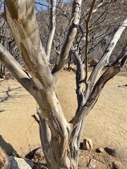 Chloroleucon mangense