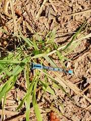 Enallagma cyathigerum