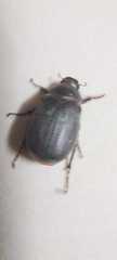 Coleoptera