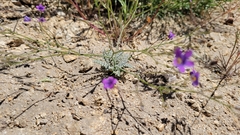 Saltugilia splendens